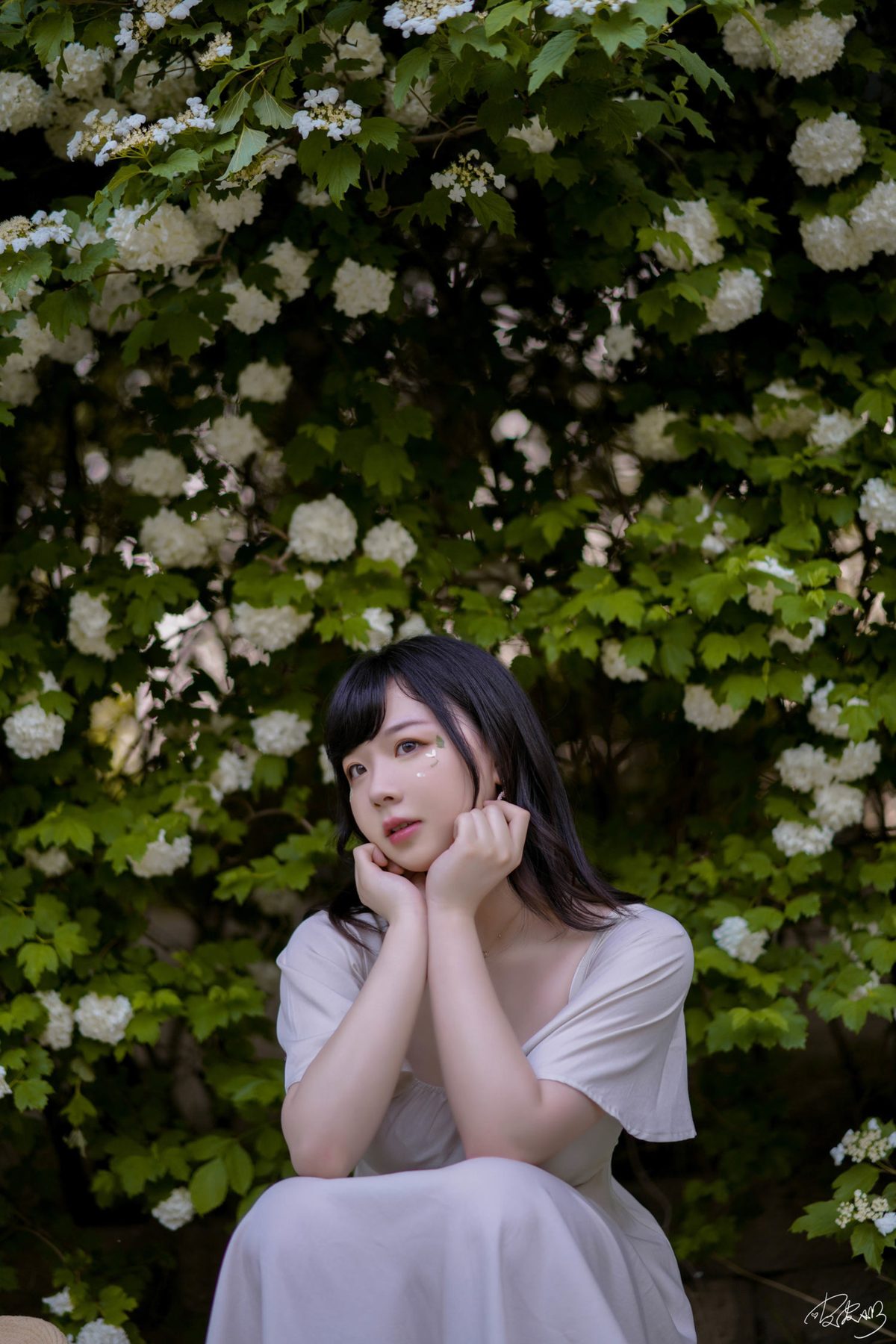皮皮奶可可爱了啦 绣球花 COS写真